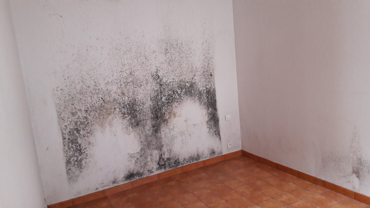 Moisissures - Expertise humidité à Cherbourg-en-Cotentin